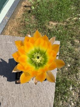 Echinocereus ctenoides